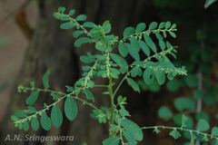 Phyllanthus scabrifolius